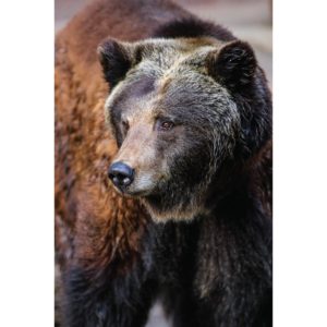 40 x 60cm (15.75" x 23.5")