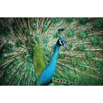 Royal Peacock