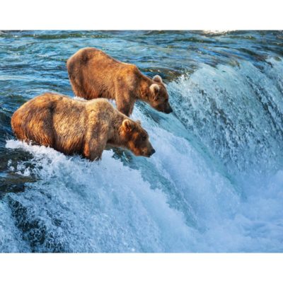 Grizzly Bears Fishing