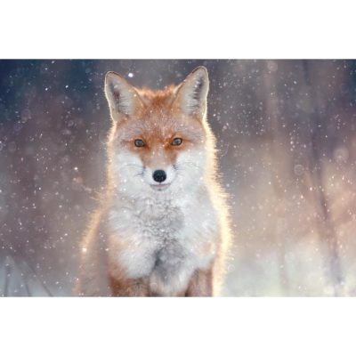 Fox in Snow Portrait