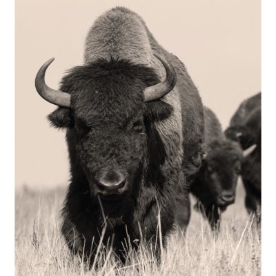 Sepia Bison