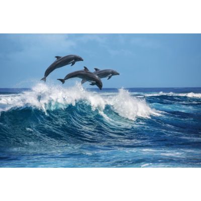 Dolphins in Surf