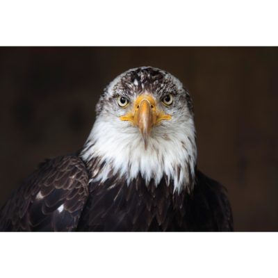 Bald Eagle Gaze