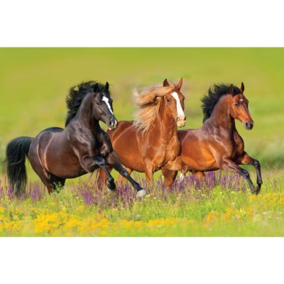 Galloping Horses