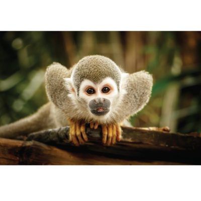 Squirrel Monkey