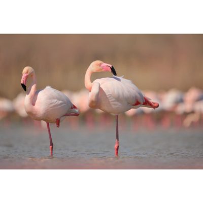 Flamingos on a Lake