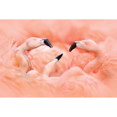 Cuddling Flamingos