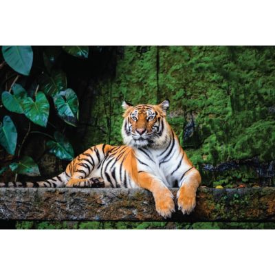 Bengal Tiger