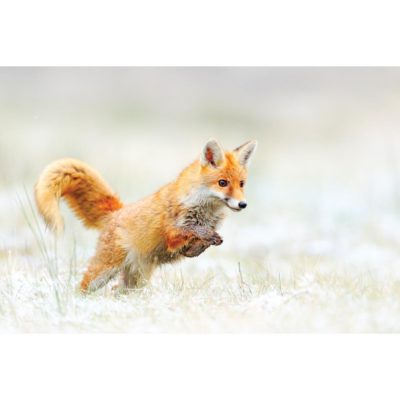 Baby Red Fox in Snow