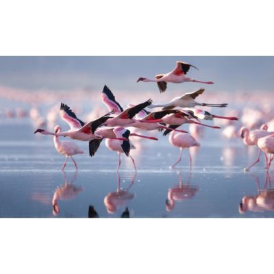 Flamingos in Flight