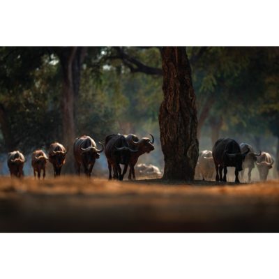 Herd of Water Buffalo