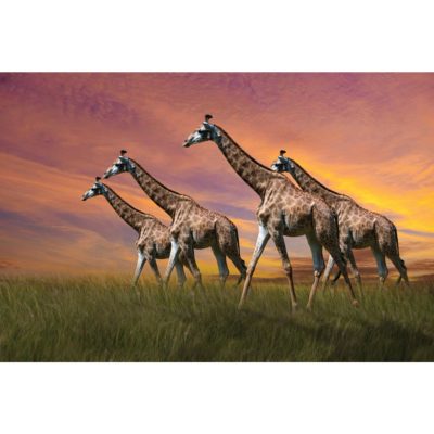 Giraffes in Savannah