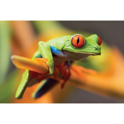 Green Frog with Red Eyes