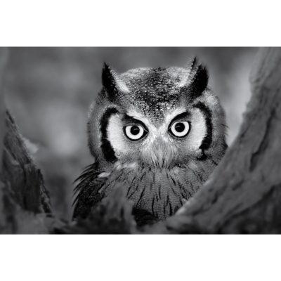 Black & White Owl