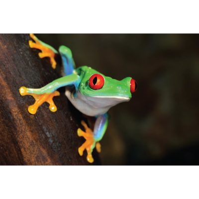 Red Eyed Tree Frog