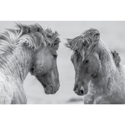 Horses in Fight Black & White Acrylic Print