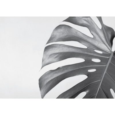 Monstera Deliciosa Leaf Black & White Acrylic Print