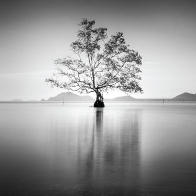 Tree and Lake Black & White Acrylic Print