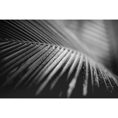 Palm Leaf and Rain Black & White Acrylic Print