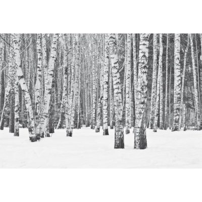 Snowy Birch Forest Black & White Acrylic Print