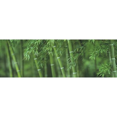 Bamboo Forrest Acrylic Print
