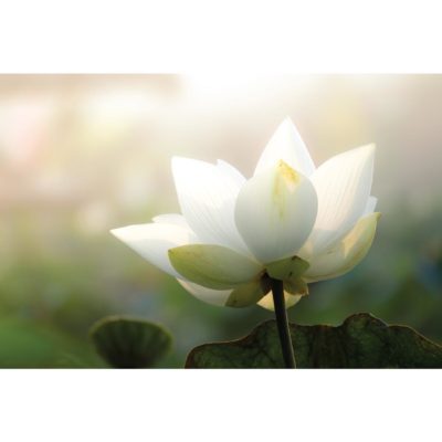 White Lotus Flower Acrylic Print