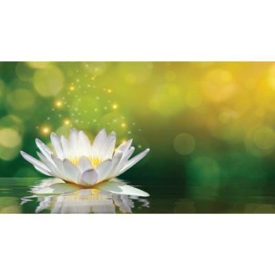 Floating Lotus Flower Acrylic Print