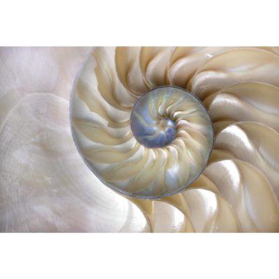 Fibonacci Pattern in Nautilus Shell Acrylic Print