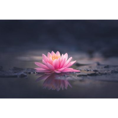 Pink Lily Flower in Pond Acrylic Print